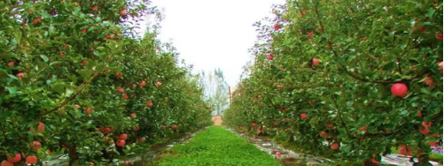 助力河北省青龍縣委托招商引資，大力發(fā)展主導產業(yè)