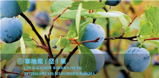 集團全力助推黑龍江大興安嶺委托招商引資，聚力將“冷資源”轉(zhuǎn)化為“熱經(jīng)濟”！