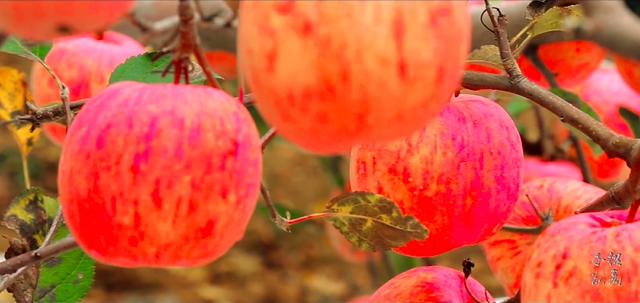 集團全力助推陜西榆林子洲縣委托招商引資，打造特色產(chǎn)業(yè)集聚地