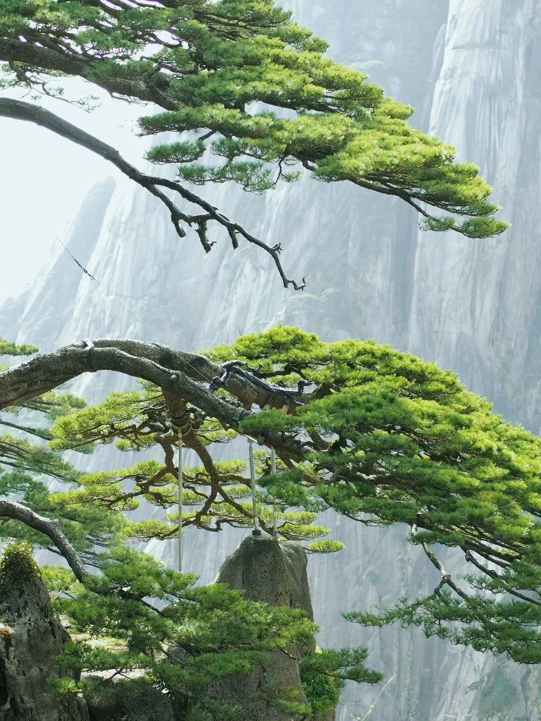 東方龍商務(wù)與春天有個(gè)約會！集團(tuán)100余人赴安徽黃山“團(tuán)建”，太嗨了！“奔跑二季度”——我們準(zhǔn)備好了！